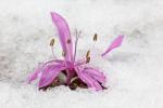 Frühlingslichtblume - Colchicum bulbocodium