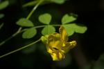 Strauchkronwicke - Hippocrepis emerus