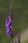 : - Linaria purpurea
