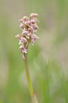 Gefleckte Waldwurz - Neotinea maculata