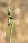 : - Ophrys arachnitiformis
