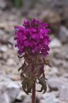 Quirlblättriges Läusekraut - Pedicularis verticillata