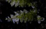 Ufer-Schnabeldeckelmoos - Platyhypnidium riparioides