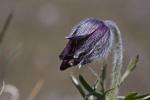 Berganemone-Anemone montana