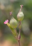 Kegelfrüchtiges Leimkraut - Silene conica