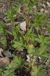 Kaukasus-Hahnenfuss - Ranunculus caucasicus