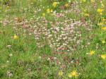 Gewöhnliches Katzenpfötchen - Antennaria dioica