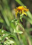 Weidenblättriger Alant - Inula salicina