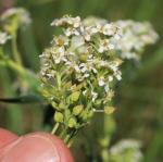 Rübenkresse - Lepidium cartilagineum
