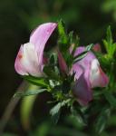 Gewöhnliche Dornige Hauhechel-Ononis spinosa subsp. spinosa