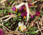Buchsbauniblättrige Kreuzblume - Polygala chamaebuxus