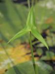 Gewöhnliches Pfeilkraut - Sagittaria sagittifolia