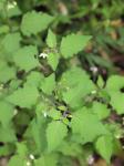 Täuschender Nachtschatten - Solanum decipiens