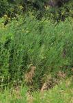 Sumpf-Gänsedistel-Sonchus palustris