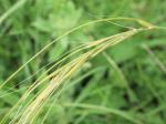 Gelbscheidiges Federgras-Stipa pulcherrima