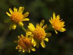 Steppen-Greiskraut - Tephroseris integrifolia