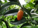 : - Diospyros sandwicensis