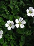 : - Erodium reichardii