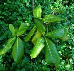 : - Gardenia mannii