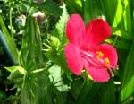 :-Hibiscus phoeniceus
