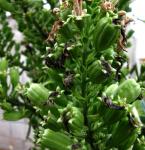 : - Lobelia boninensis