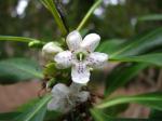 : - Myoporum laetum