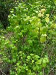 : - Nototrichium humile
