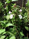 : - Phyllostegia renovans