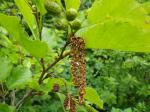 Grün-Erle - Alnus viridis