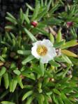 : - Portulaca sclerocarpa