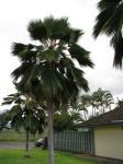 : - Pritchardia pacifica
