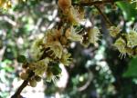 : - Sapindus oahuensis
