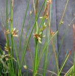 : - Schoenoplectiella juncoides