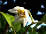 : - Solanum sandwicense