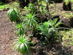 : - Wilkesia hobdyi