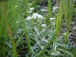 : - Antennaria anaphaloides