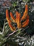 : - Aloe rubroviolacea