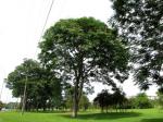 : - Parkia multijuga
