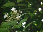 : - Aganosma heynei