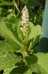 Essbare Kermesbeere - Phytolacca acinosa