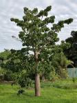 : - Cavanillesia umbellata