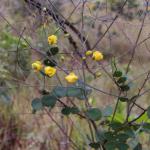 : - Chamaecrista claussenii