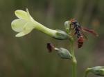 : - Chelonanthus viridiflorus