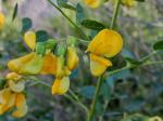 Kilikischer Blasenstrauch - Colutea cilicica