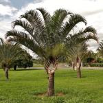 Dreieckspalme - Dypsis decaryi