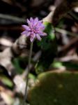 : - Gomphrena mollis