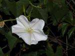 Mondblüte - Ipomoea alba