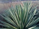 :-Agave vivipara var. vivipara