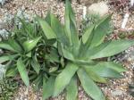 :-Agave boldinghiana