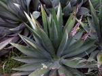 :-Agave decipiens